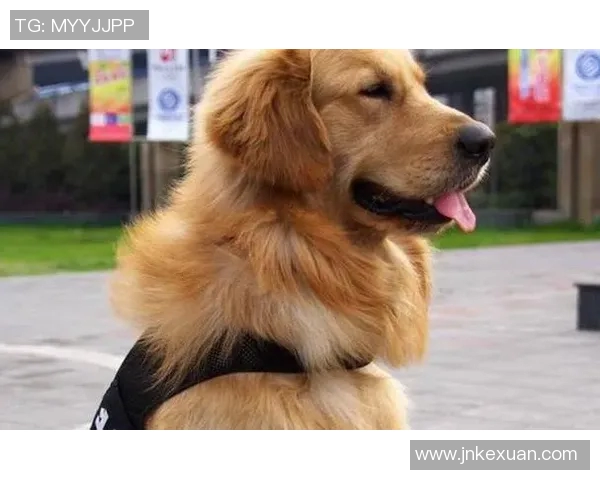 养金毛犬的足球明星是谁他与爱犬的故事引人关注 养金毛犬的足球明星是谁他与爱犬的故事引人关注